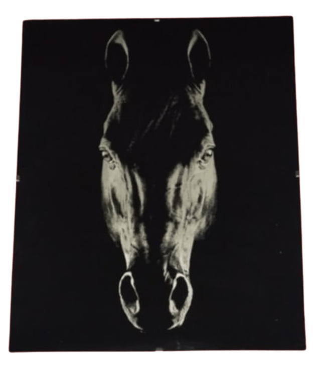 Sous-verre photo Cheval