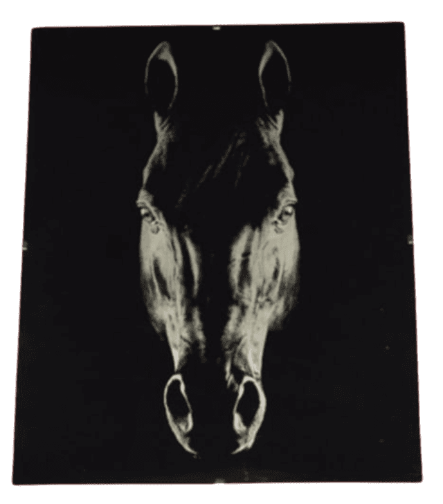 Sous-verre photo Cheval
